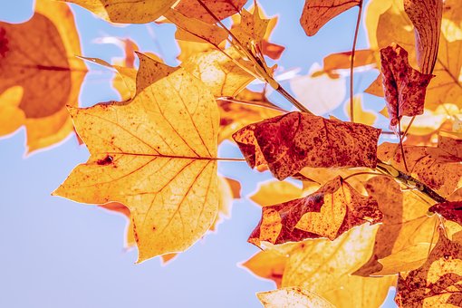 En otoño también tienes una cita con Hacienda